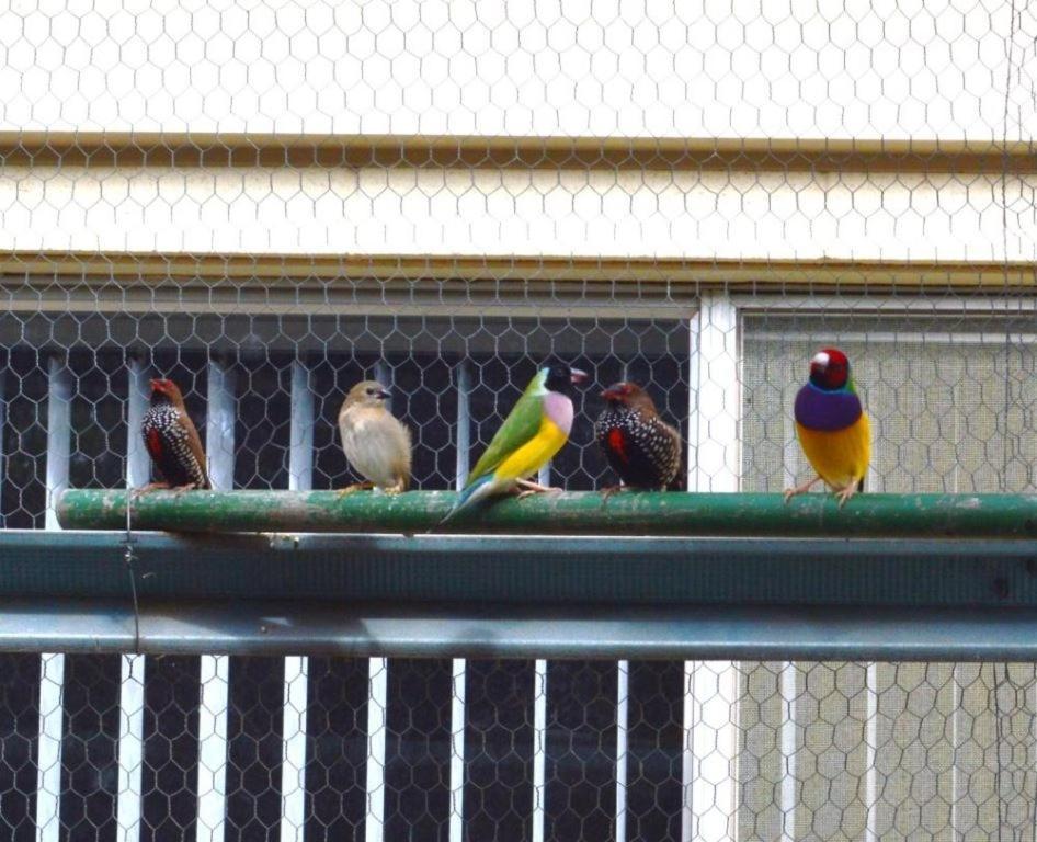 Paringa Caravan Park Renmark Buitenkant foto