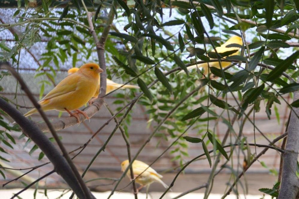 Paringa Caravan Park Renmark Buitenkant foto